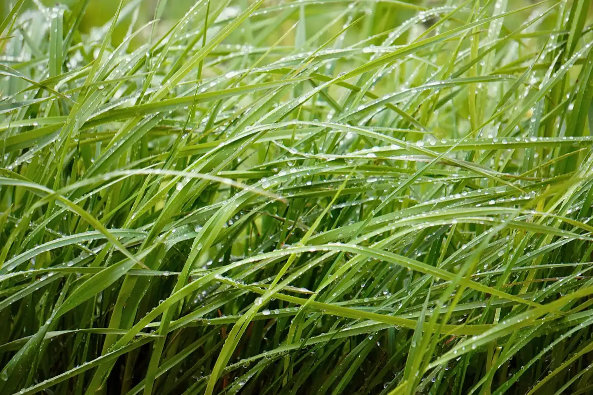 Commercial & Sports Turf in Lubbock, TX