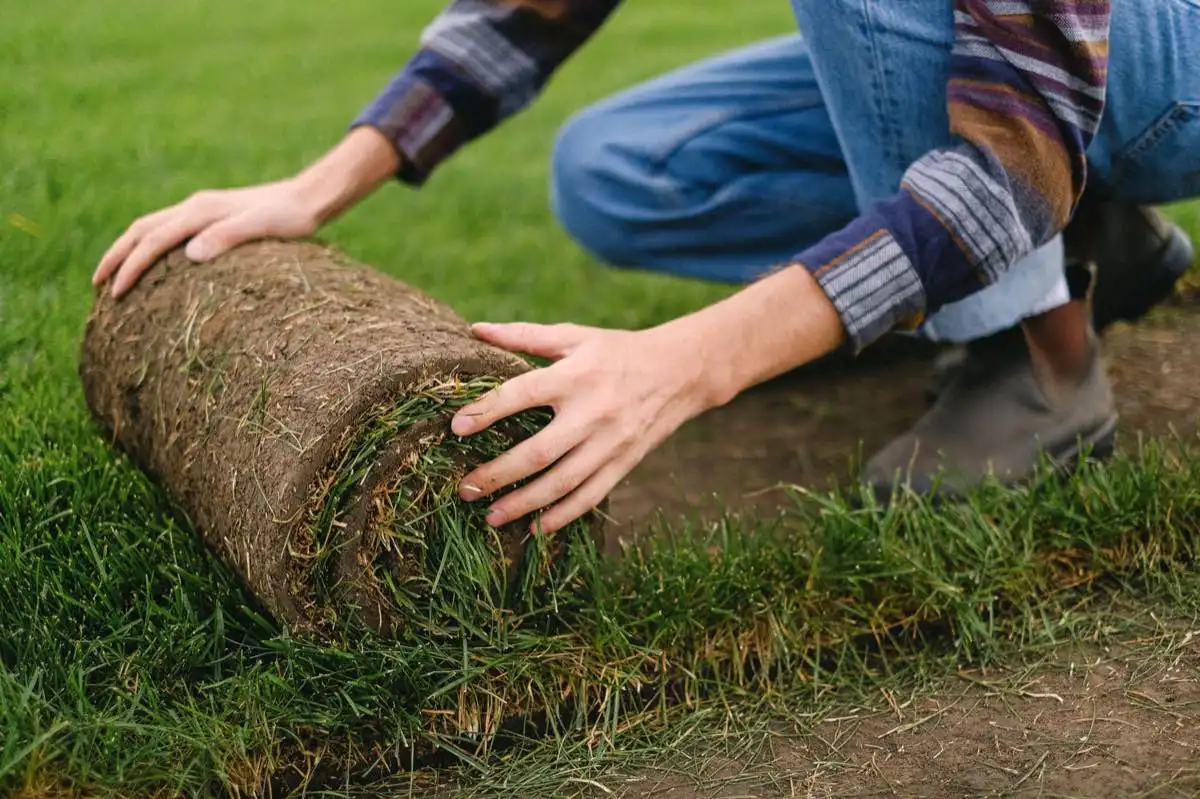 Buffalo Grass Sod in Lubbock, TX