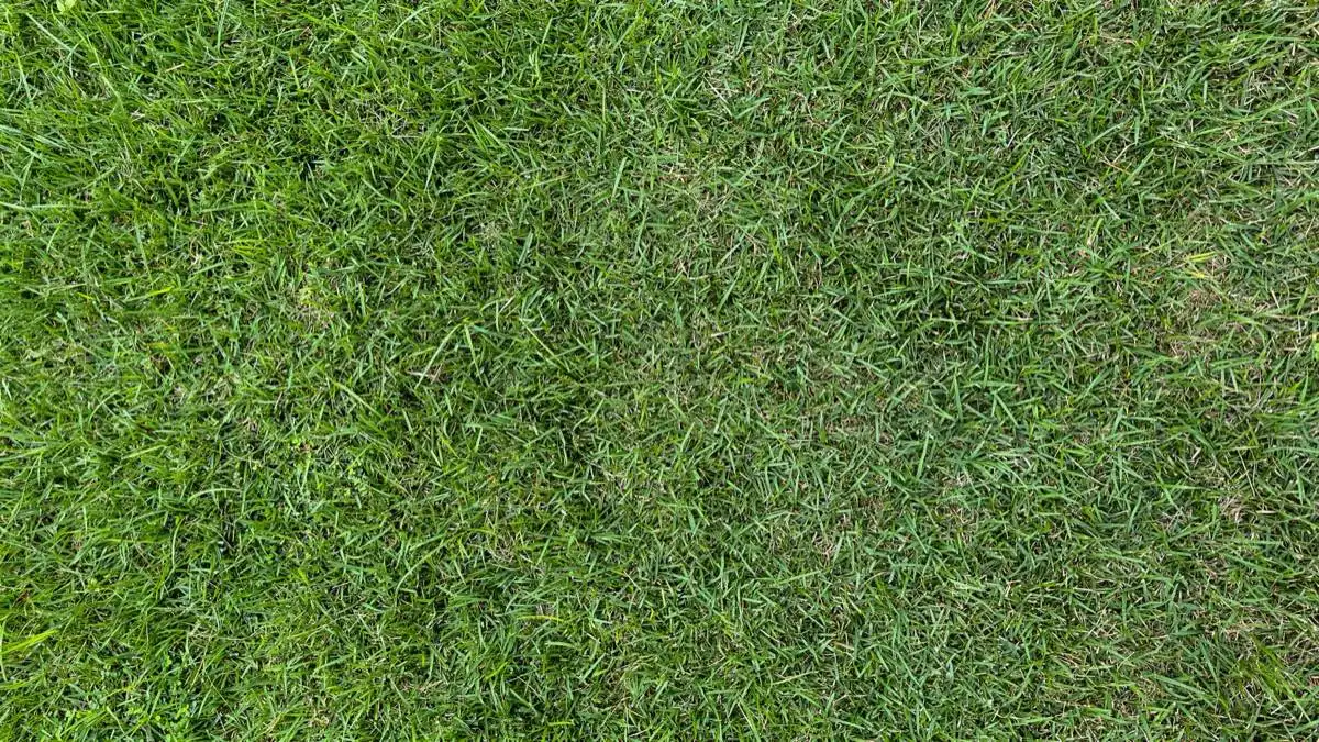 Sod Removal & Replacement in Lubbock, TX
